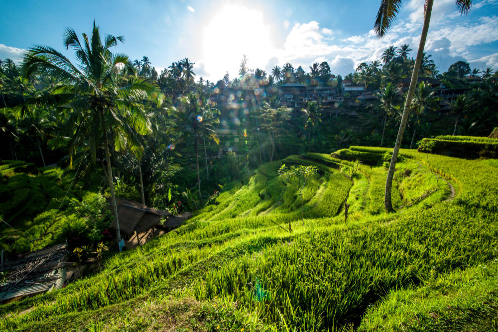 hidden gem in Ubud