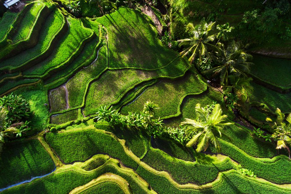 ubud tourist attractions