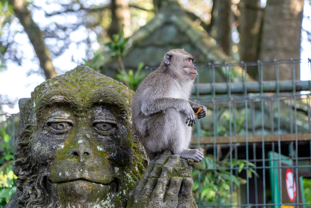 sacred monkey forest