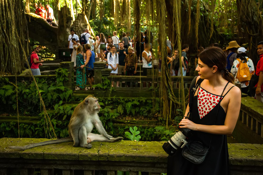 monkey forest