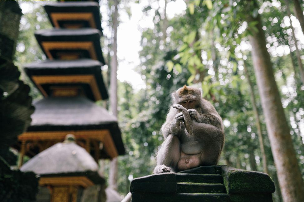 Sacred Monkey Forest ubud