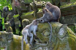 sacred Monkey Forest ubud