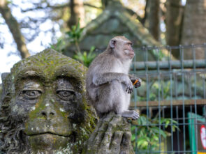 sacred monkey forest