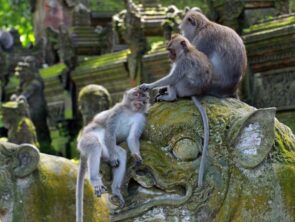 sacred Monkey Forest ubud
